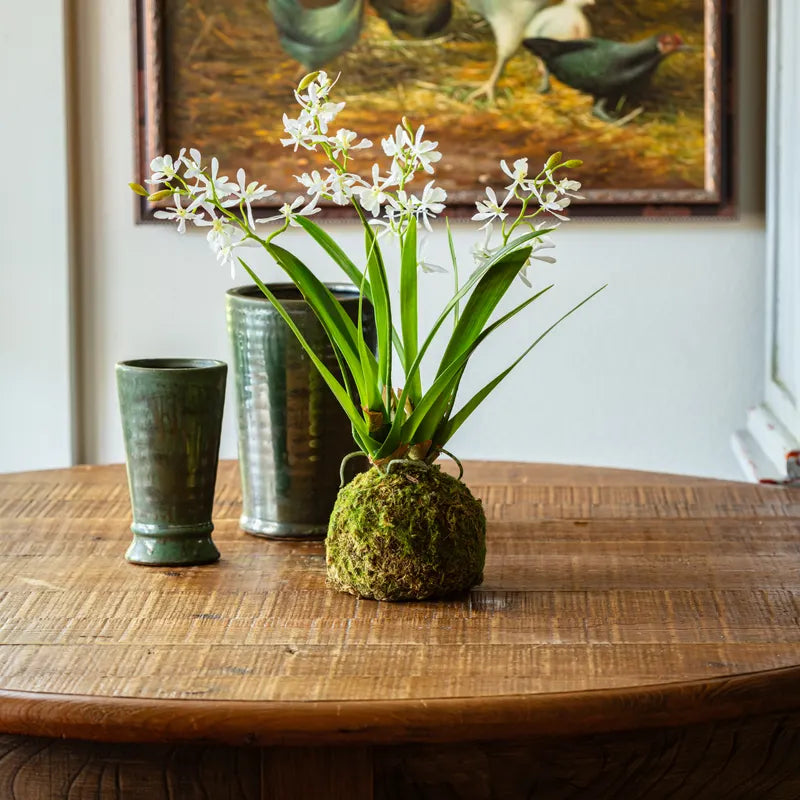 Mini Vanda Orchid in Moss Ball -Large