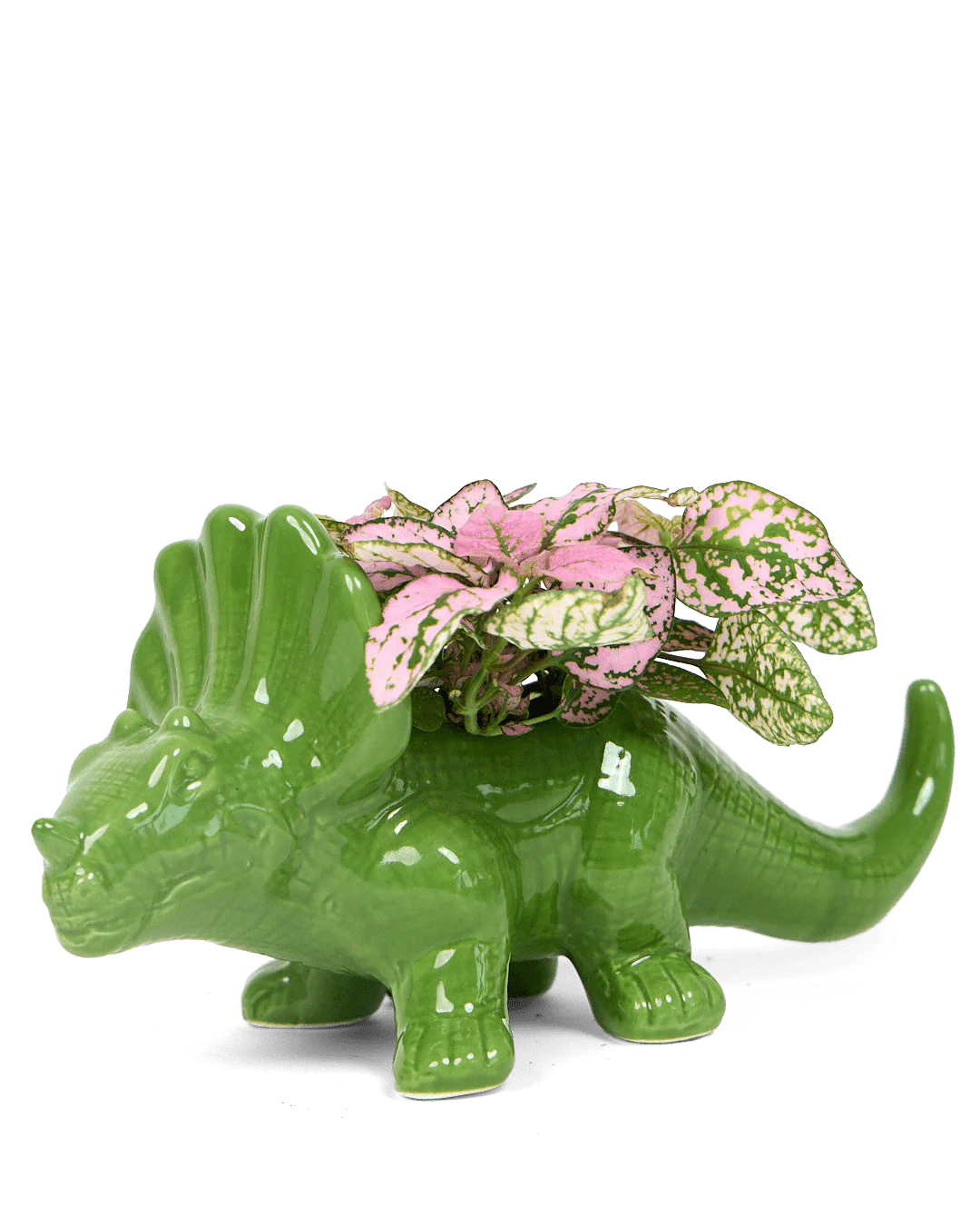Triceratops Ceramic Indoor Plant Pot